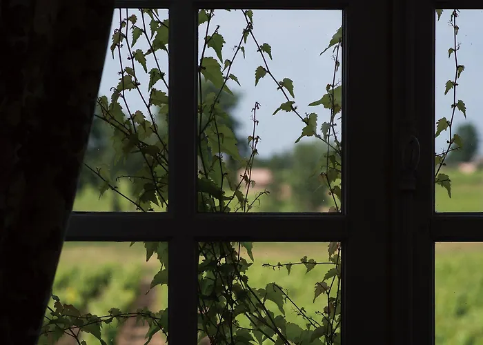 Couette-café Château D'arche, Grand Cru Classé De Sauternes